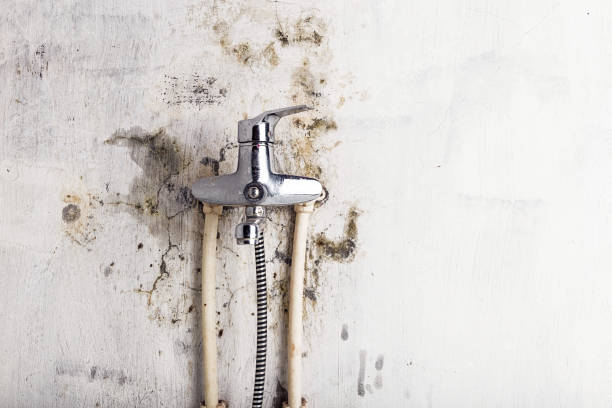 Best Mold Remediation Experts  in College Park, MD
