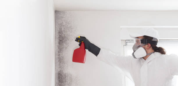 Best Toxic Mold Removal  in College Park, MD